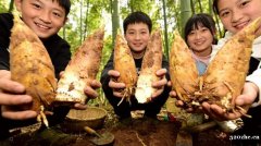 踏春招募中！苏州三六六社会实践：探秘皖南溶洞，体验挖笋野趣